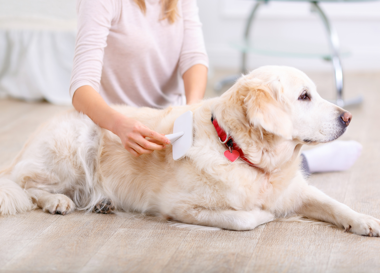 Pets & Animals